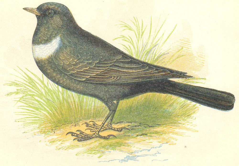 BIRDS. Ring Ouzel (Anne Pratt) 1852 old antique vintage print picture